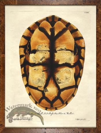 Turtle Shell Burl 11